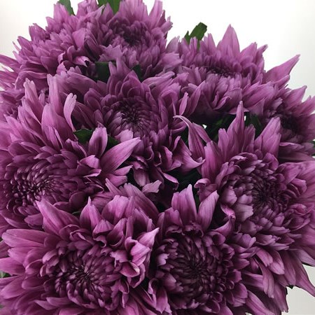 Chrysant Sgl. Resomee Dark