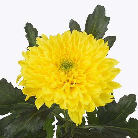 Chrysant Sgl. Ritual