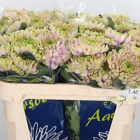 Chrysant Sgl. Rossano Charlotte