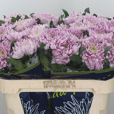 Chrysant Sgl. Rossano Dark