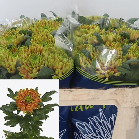 Chrysant Sgl. Rossano Elizabeth