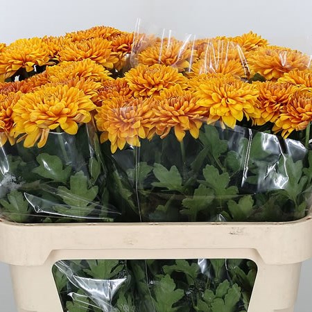 Chrysant Sgl. Saffier