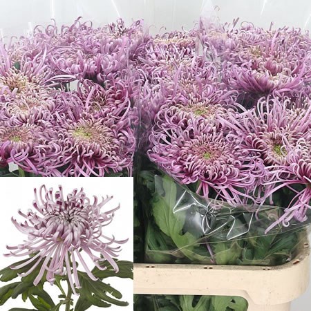 Chrysant Sgl. Saratov