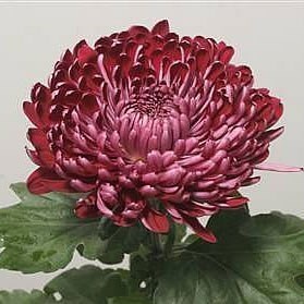 Chrysant Sgl. Sheer Purple