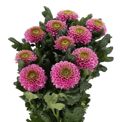 Chrysant Sgl. Souvenir