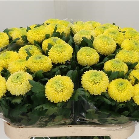 Chrysant Sgl. Sunny Boris Becker