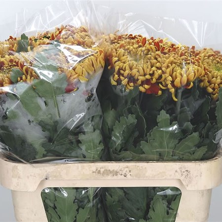 Chrysant Sgl. Tom Pearce