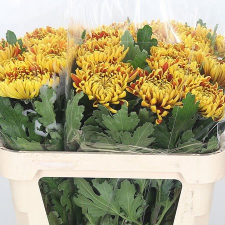 Chrysant Sgl. Tom Pearce