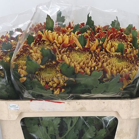 Chrysant Sgl. Tom Pearce Dark