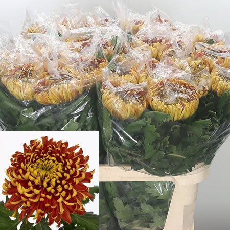 Chrysant Sgl. Tom Pearce Dark