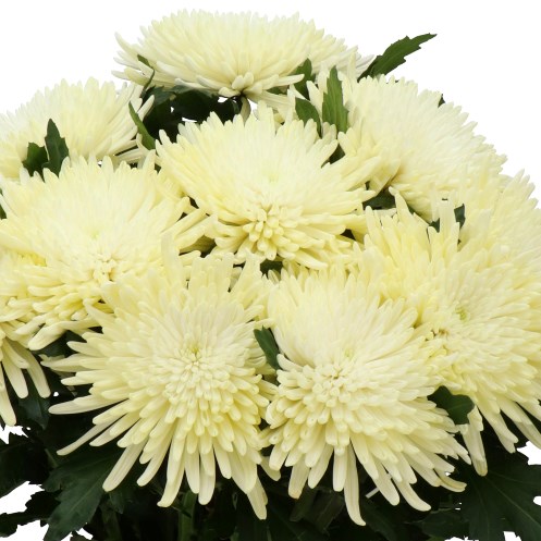 Chrysant Sgl. Topspin Cream
