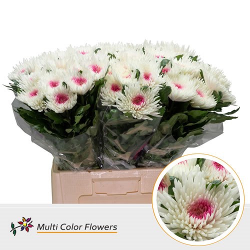  Chrysant Sgl. Topspin Dyed White/Erica