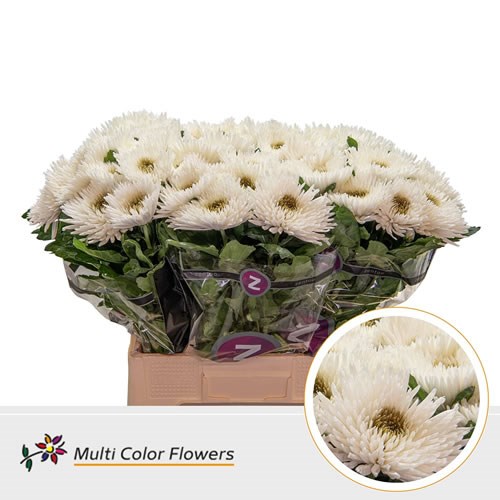  Chrysant Sgl. Topspin Dyed White/Gold