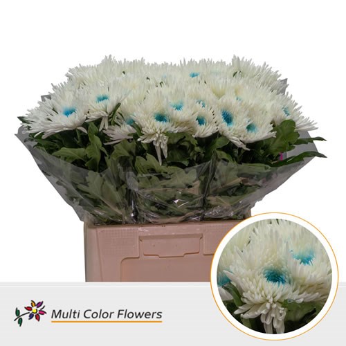  Chrysant Sgl. Topspin Dyed White/Light Blue