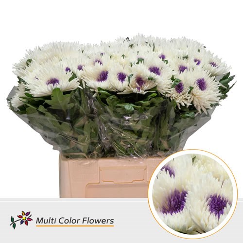 Chrysant Sgl. Topspin Dyed White/Purple