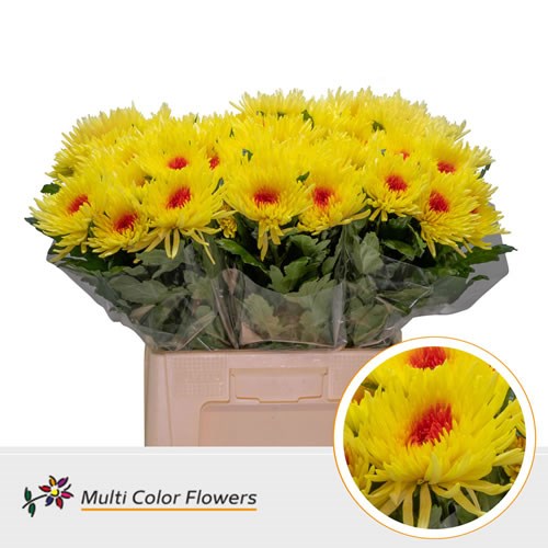  Chrysant Sgl. Topspin Dyed Yellow/Red