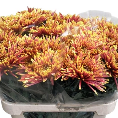 Chrysant Sgl. Tula Autumn
