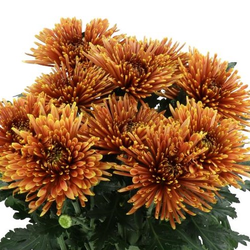 Chrysant Sgl. Tula Copper