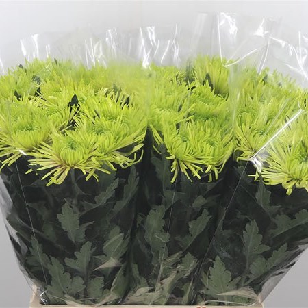 Chrysant Sgl. Tula Green