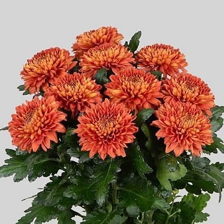 Chrysant Sgl. Tusca