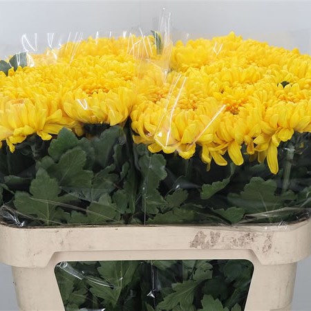 Chrysant Sgl. Victor Rowe