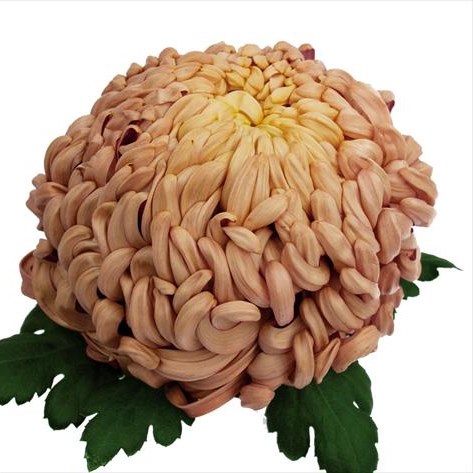Chrysant Sgl. Vienna Copper