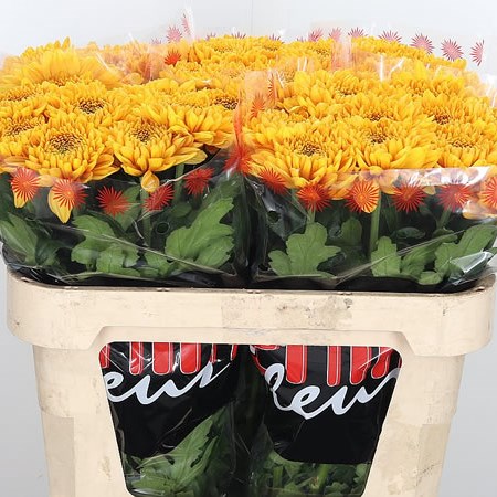 Chrysant Sgl. Willem Orange