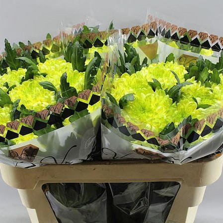 Chrysant Sgl. Zembla Brasil