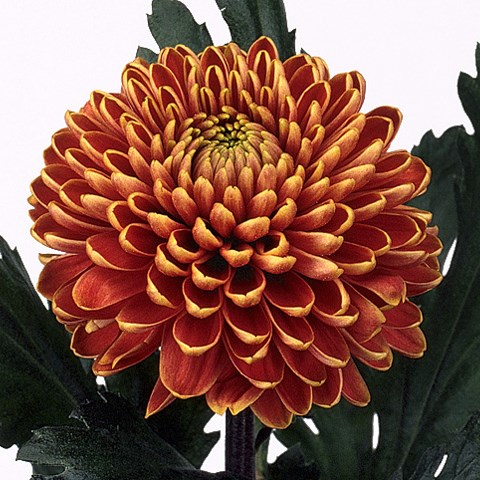 Chrysant Sgl. Zodiac Bronze