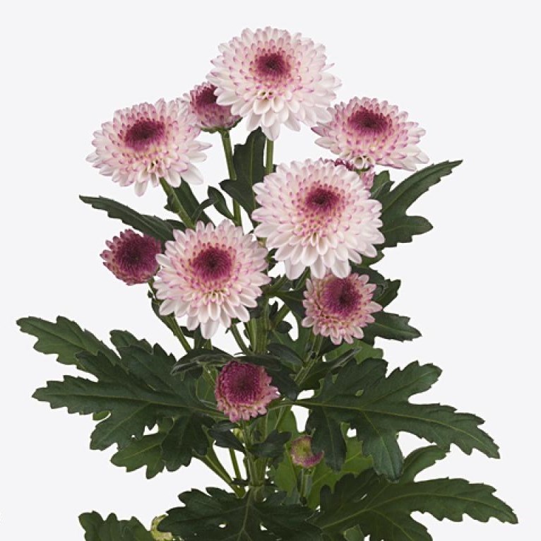Chrysant Spr. Abbey