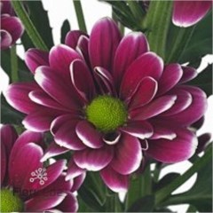 Chrysant Spr. Alamos