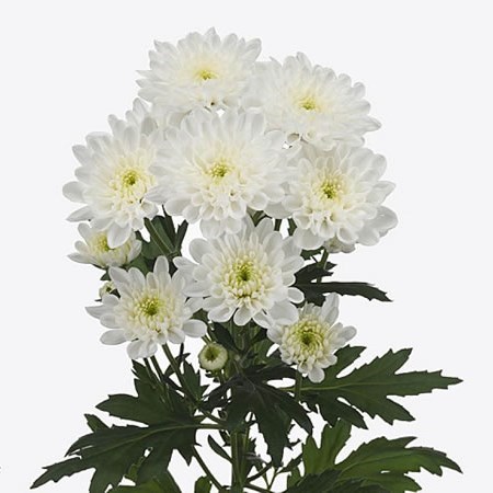 Chrysant Spr. Altaj