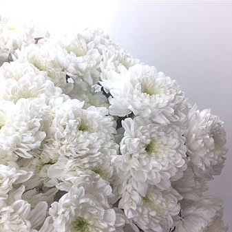 Chrysant Spr. Altaj