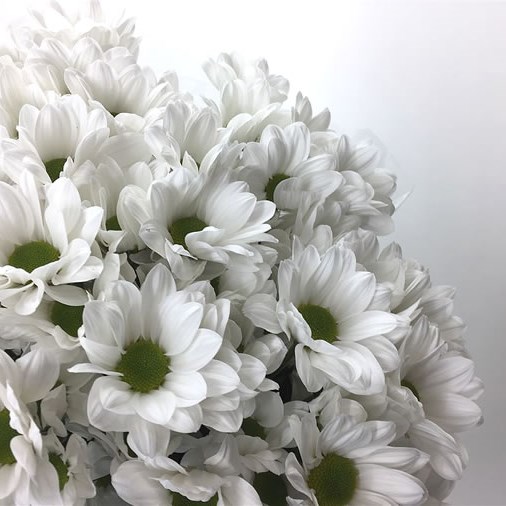 Chrysant Spr. Aristotle