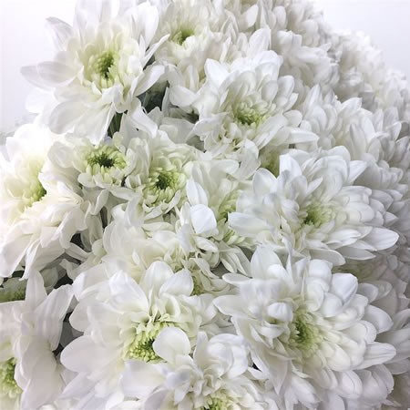 Chrysant Spr. Aviator