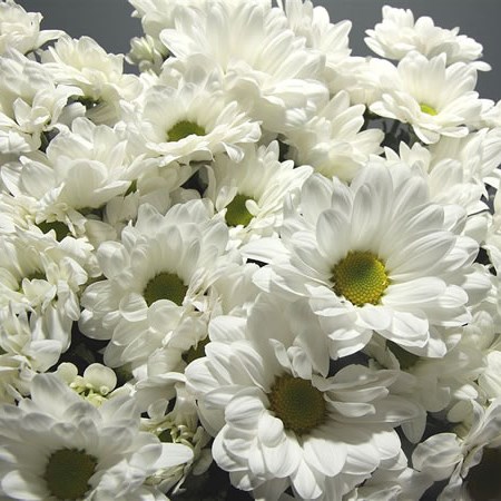 Chrysant Spr. Bacardi