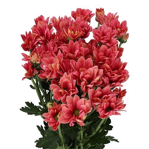 Chrysant Spr. Ballerina Cherry