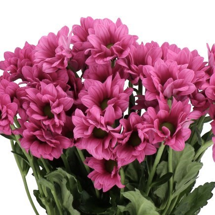 Chrysant Spr. Ballerinas Dark