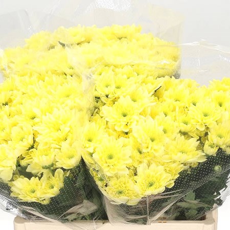 Chrysant Spr. Baltica Cream