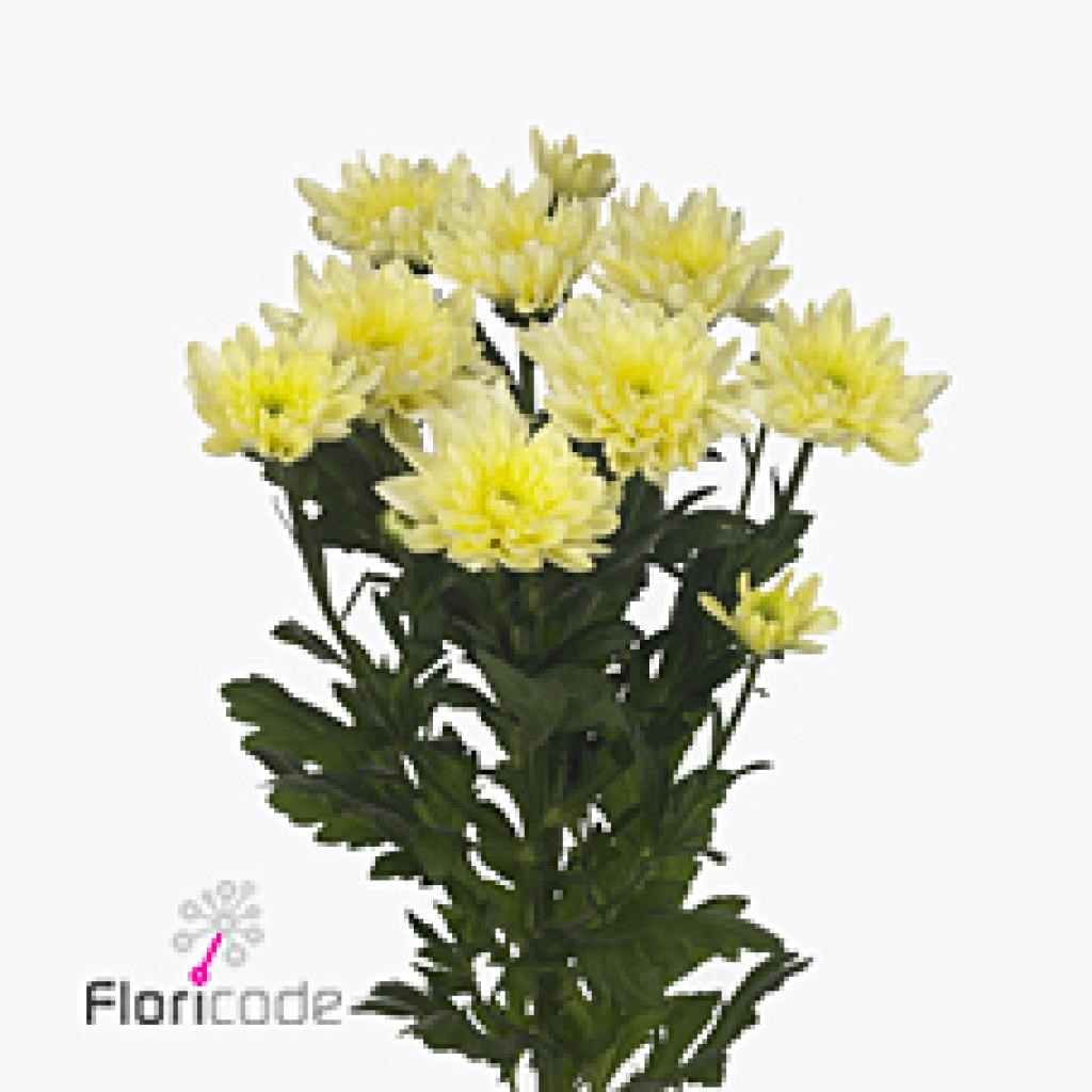 Chrysant Spr. Baltica Cream