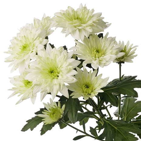 Chrysant Spr. Baltica Lime