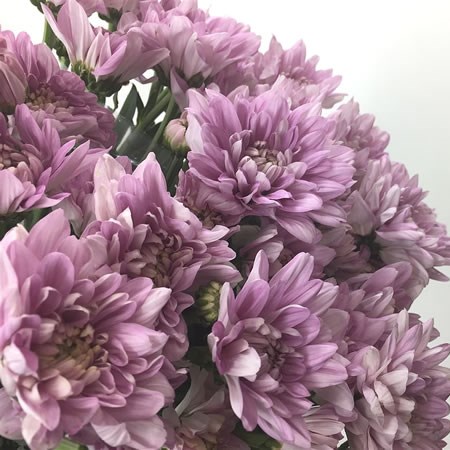Chrysant Spr. Baltica Pink