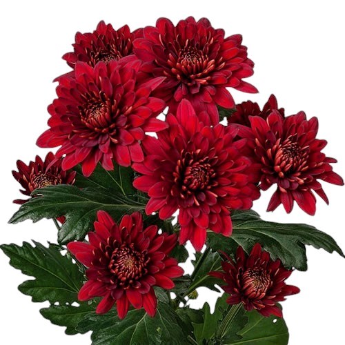 Chrysant Spr. Barca Red