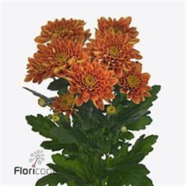 Chrysant Spr. Bartoli