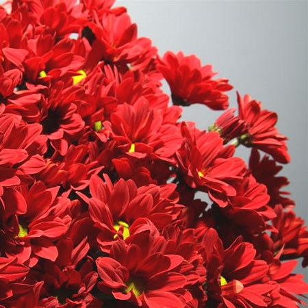 Chrysant Spr. Bontempi