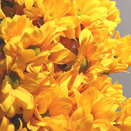 Chrysant Spr. Cardenal