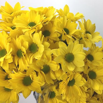 Chrysant Spr. Cardenal Sunny