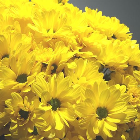 Chrysant Spr. Celebrate