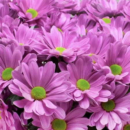 Chrysant Spr. Channel