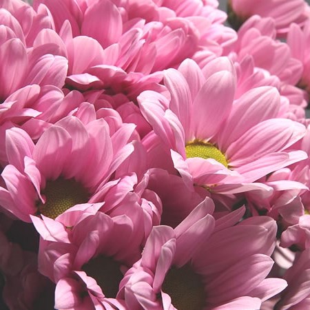 Chrysant Spr. Chelo